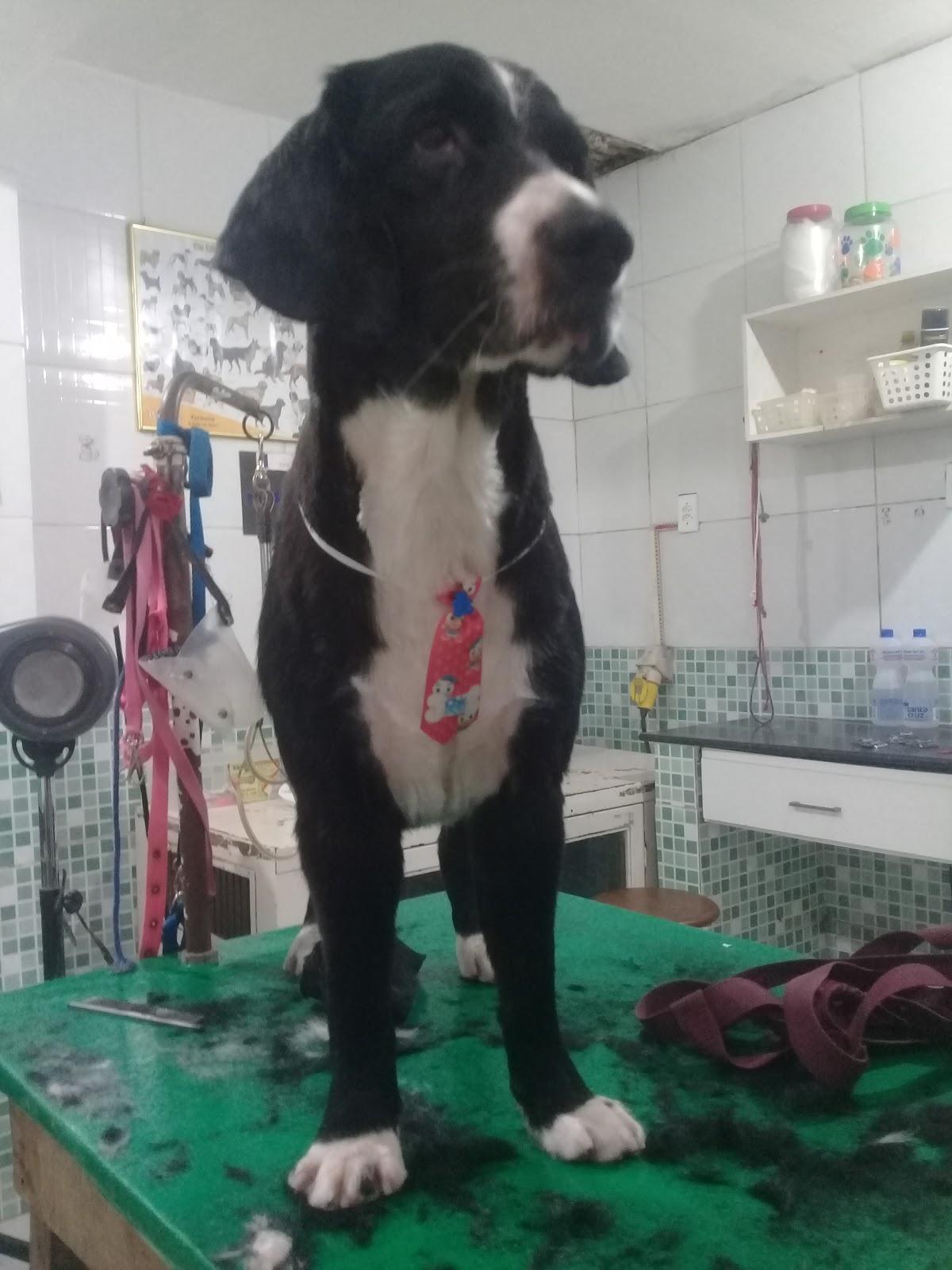 Chic Dog - Foto 2