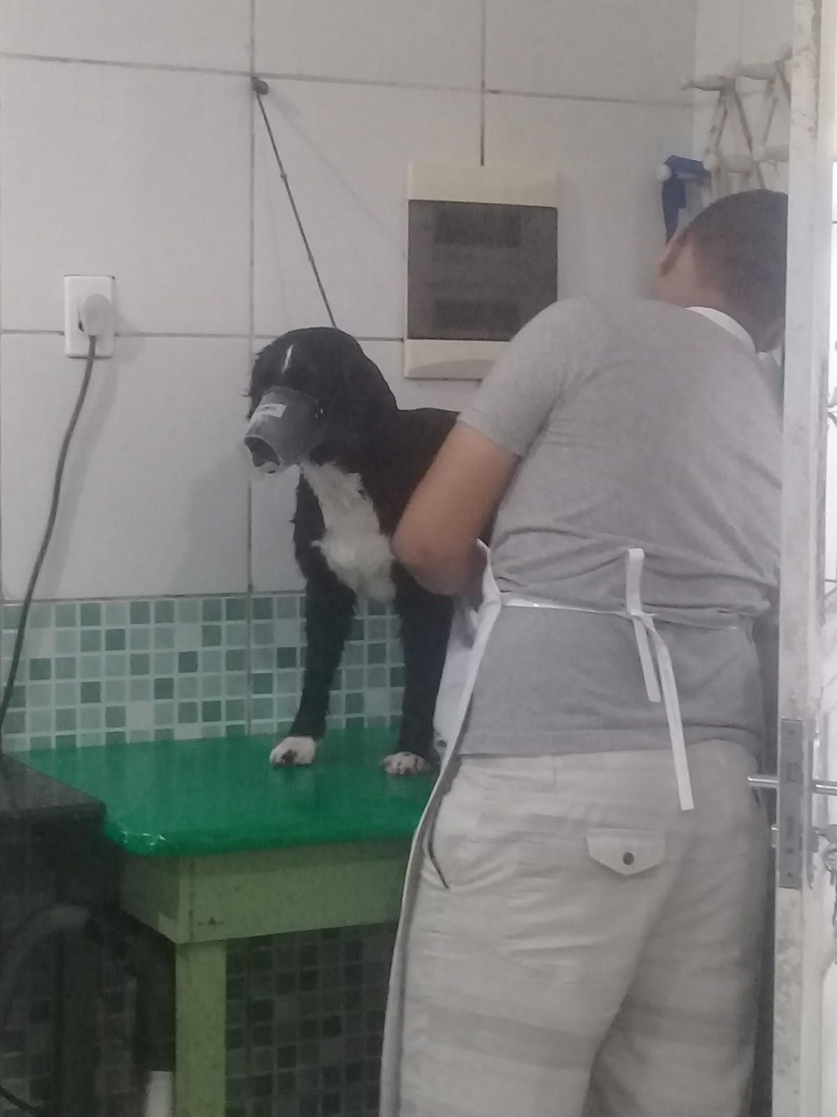 Chic Dog - Foto 5