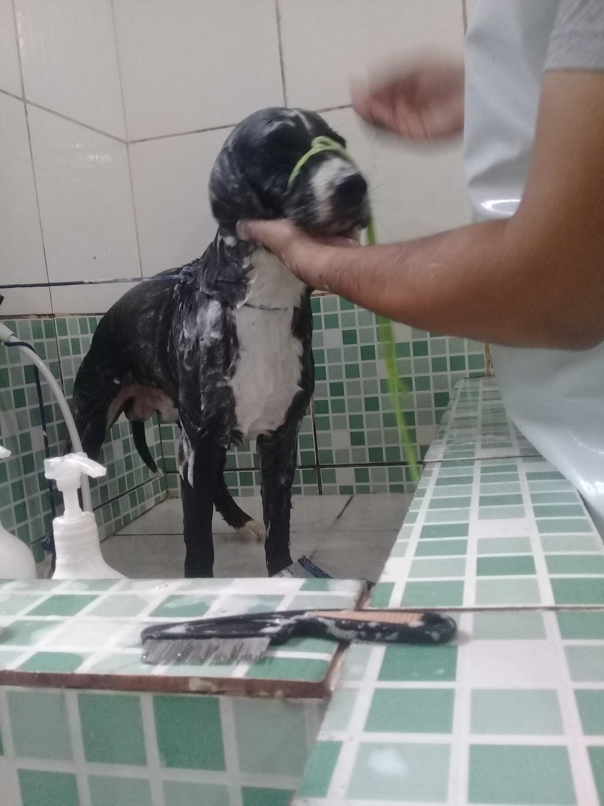 Chic Dog - Foto 3
