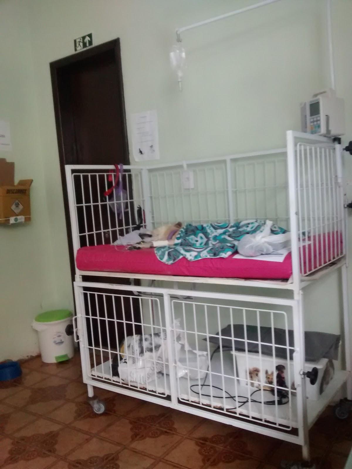 Pet Center Arca de Noé