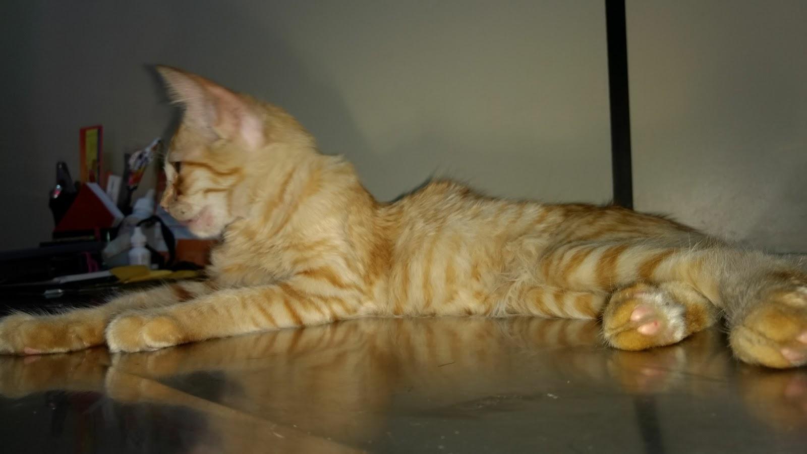 Mil Patinhas Pet Shop