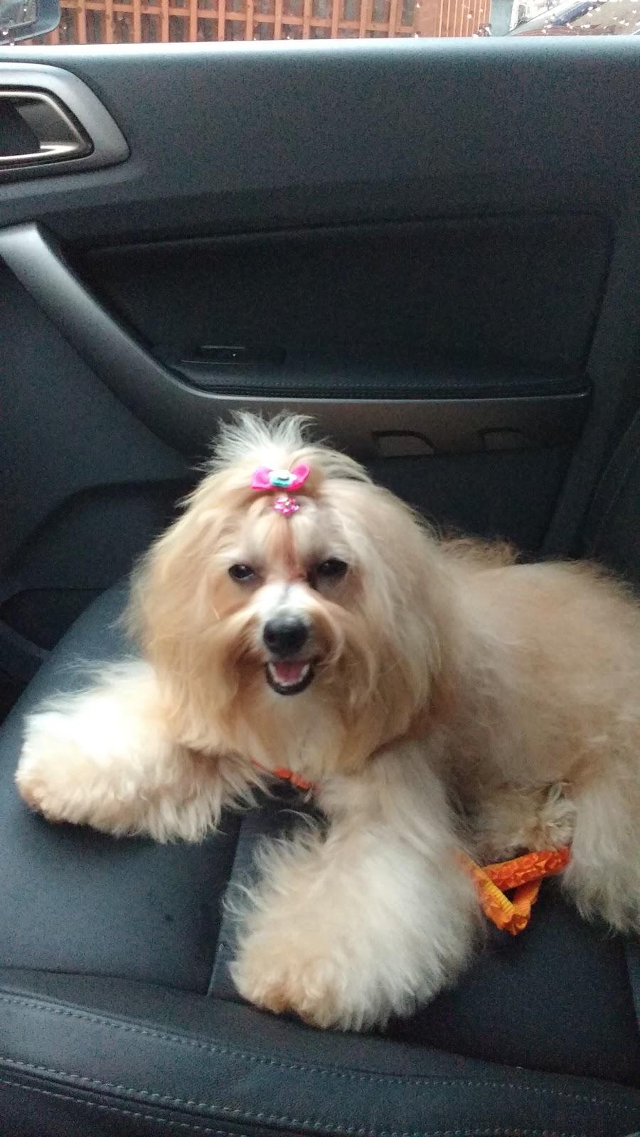 Pet Clube Prime - Foto 5
