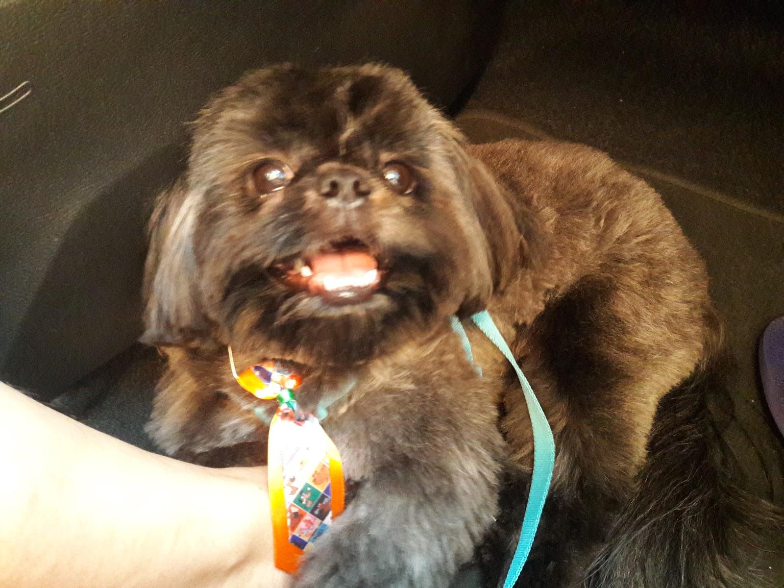 Pet Clube Prime - Foto 4