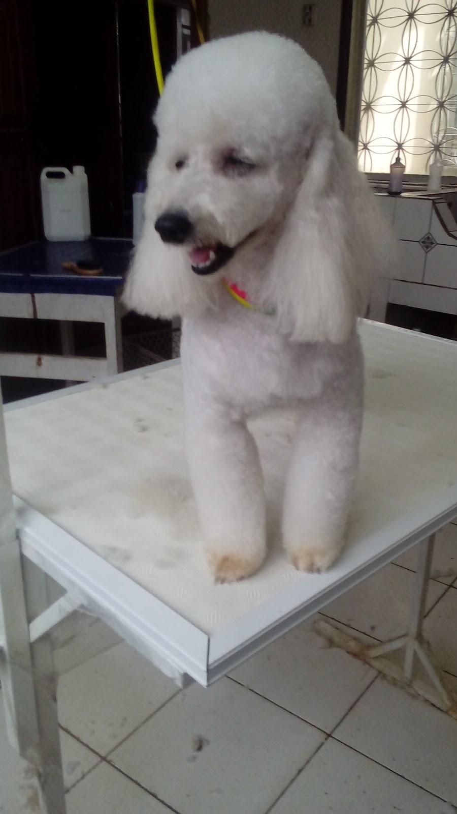 Pet Center Prime - Foto 5