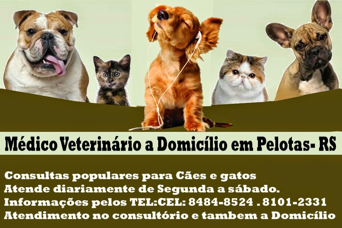 Médico Veterinário a Domicilio