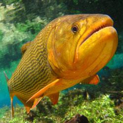 Peixinhos Lange - Pet Shop em Timbó