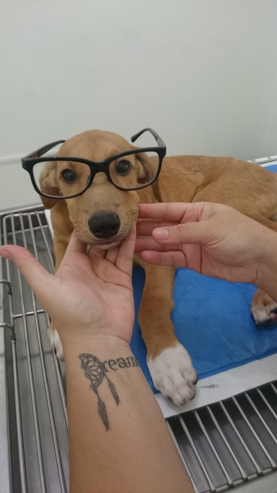 Pet Mania - Foto 5