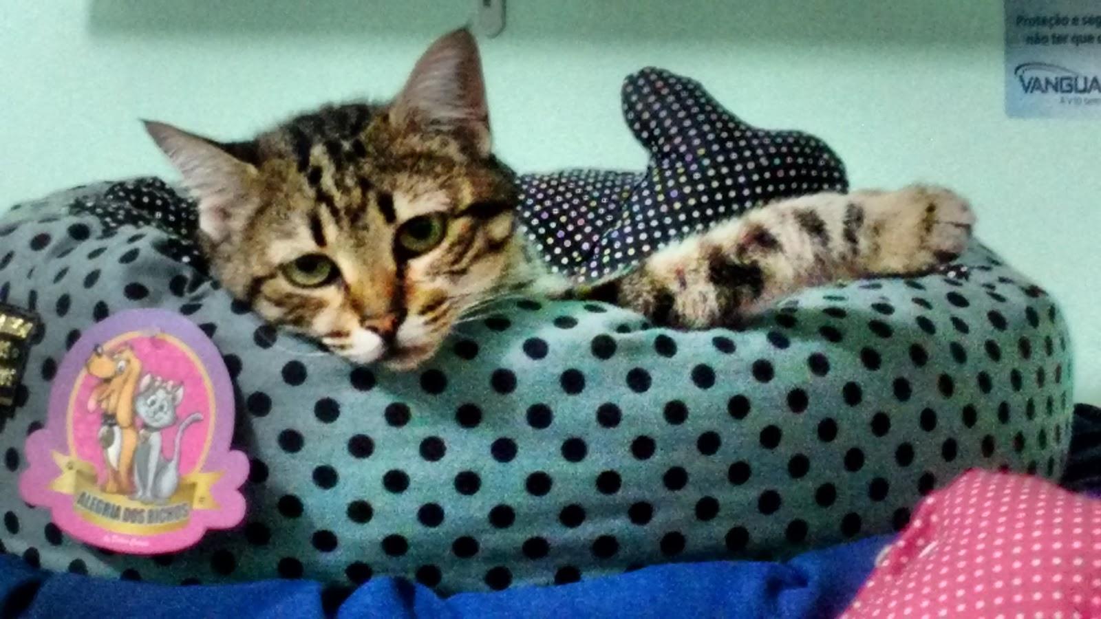 Pet Mania - Foto 4