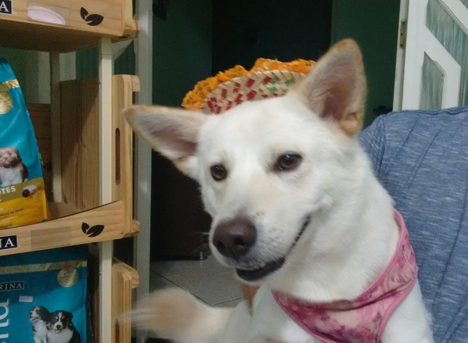 Pet Mania - Foto 2