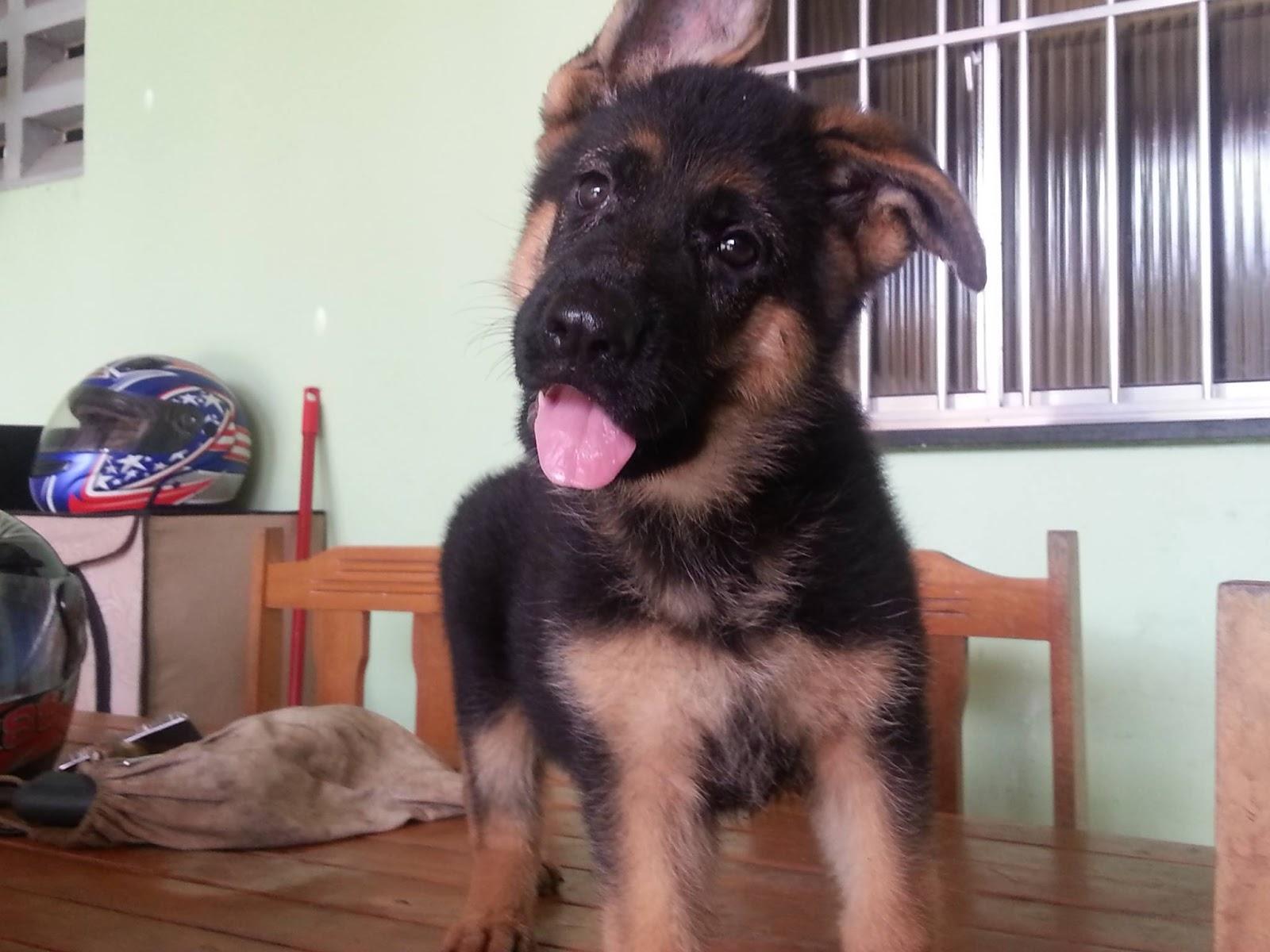 Pet Ramiro - Foto 4
