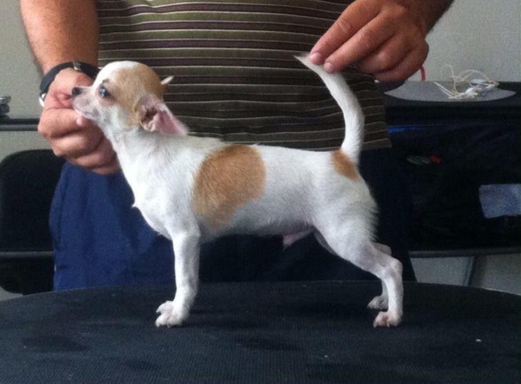 Pet Ramiro - Foto 3