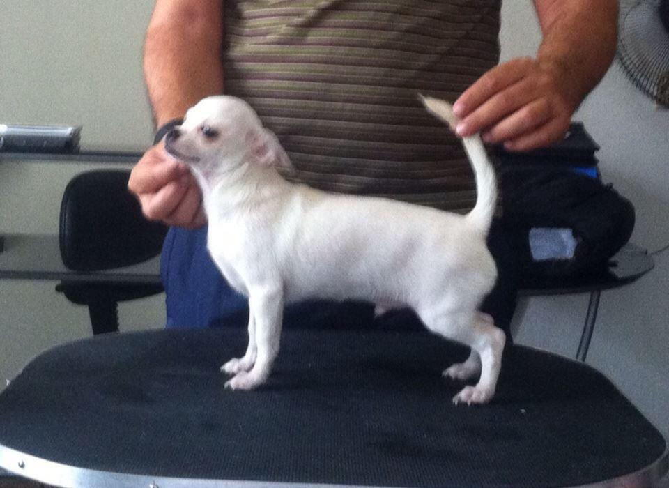Pet Ramiro - Foto 2