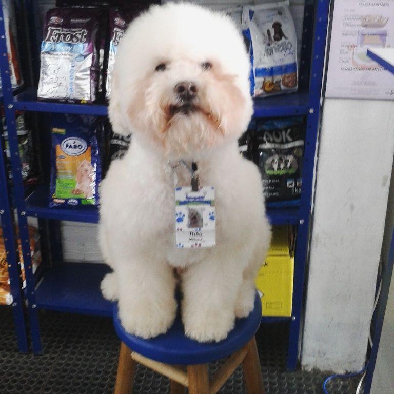 Veterinária Latidos e Relinchos - Foto 4