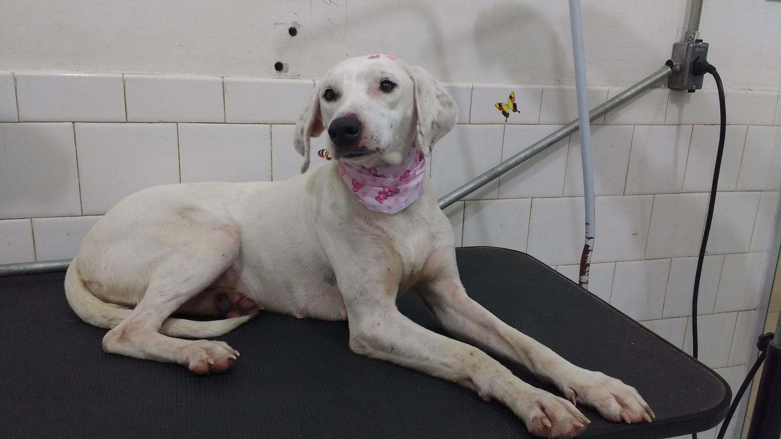 Clínica Veterinária Amigo Vet