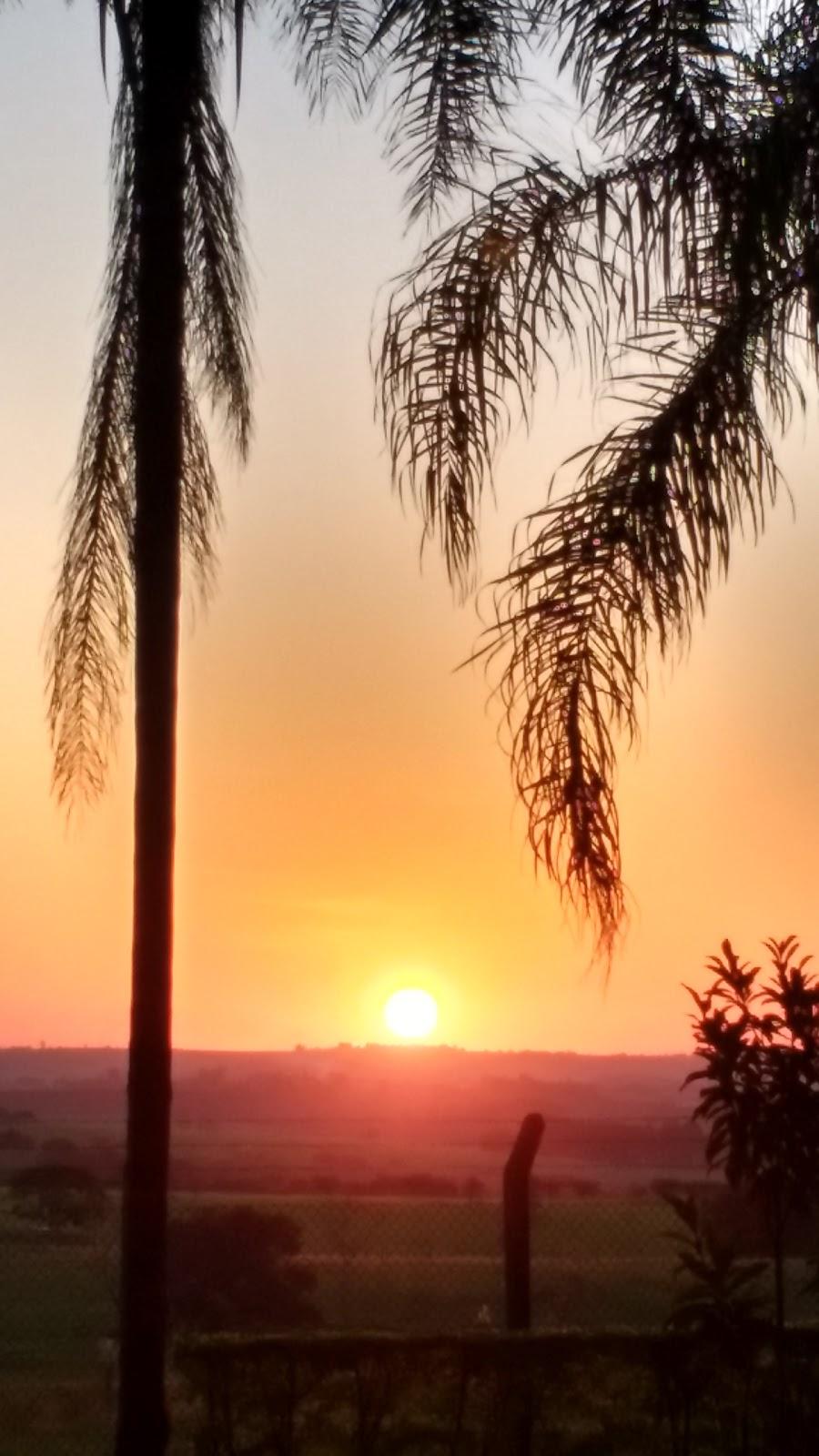 Dave Assistencia Veterinaria