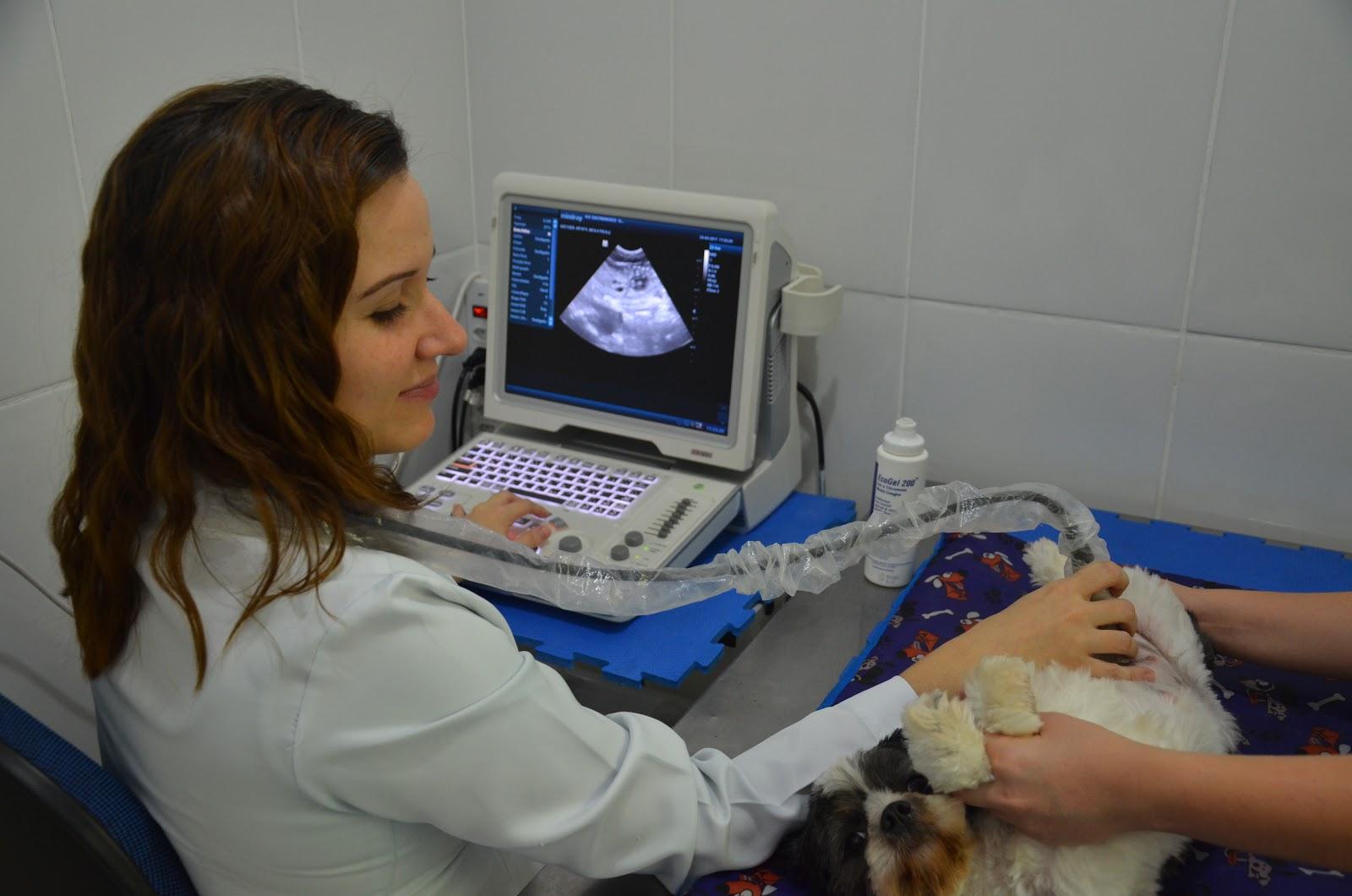 Veterinary Hospital São Francisco de Assis