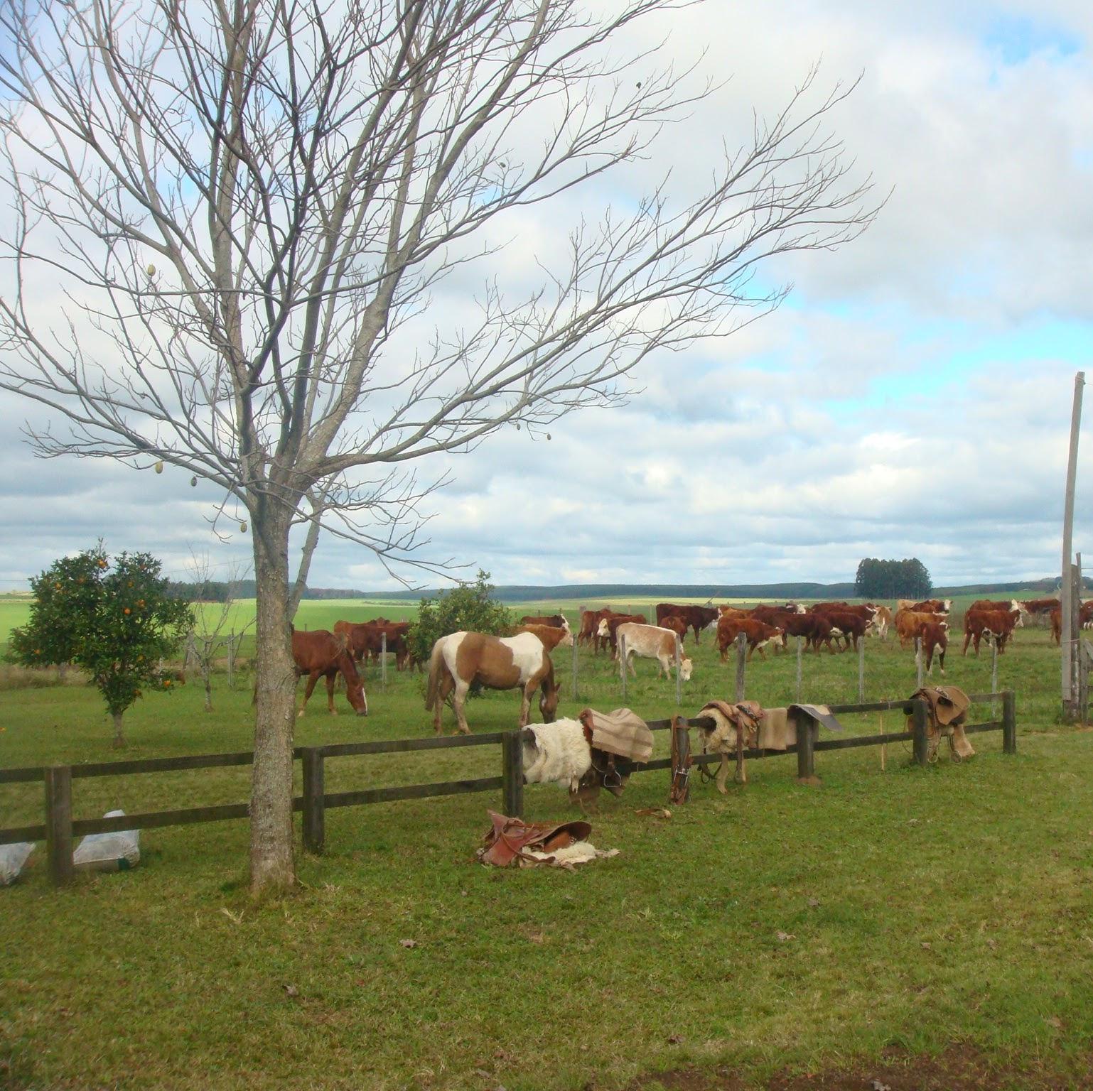 VETERINÁRIA G. V. LTDA