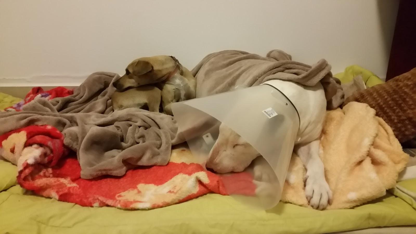 Veterinary Clinic San Francisco