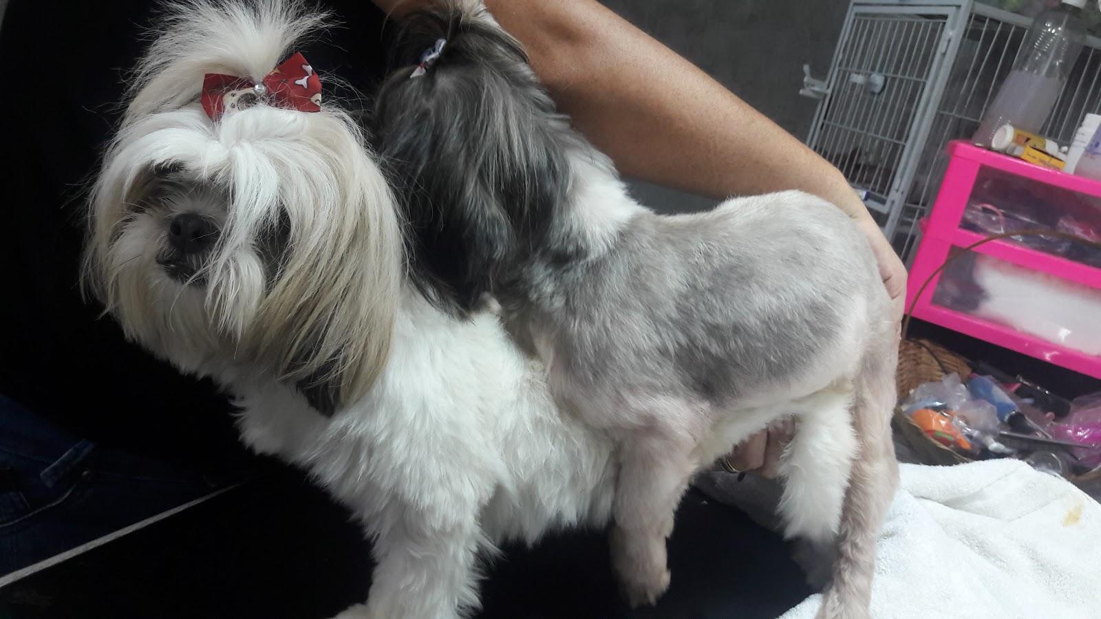 Pet Shop da Villa - Foto 3