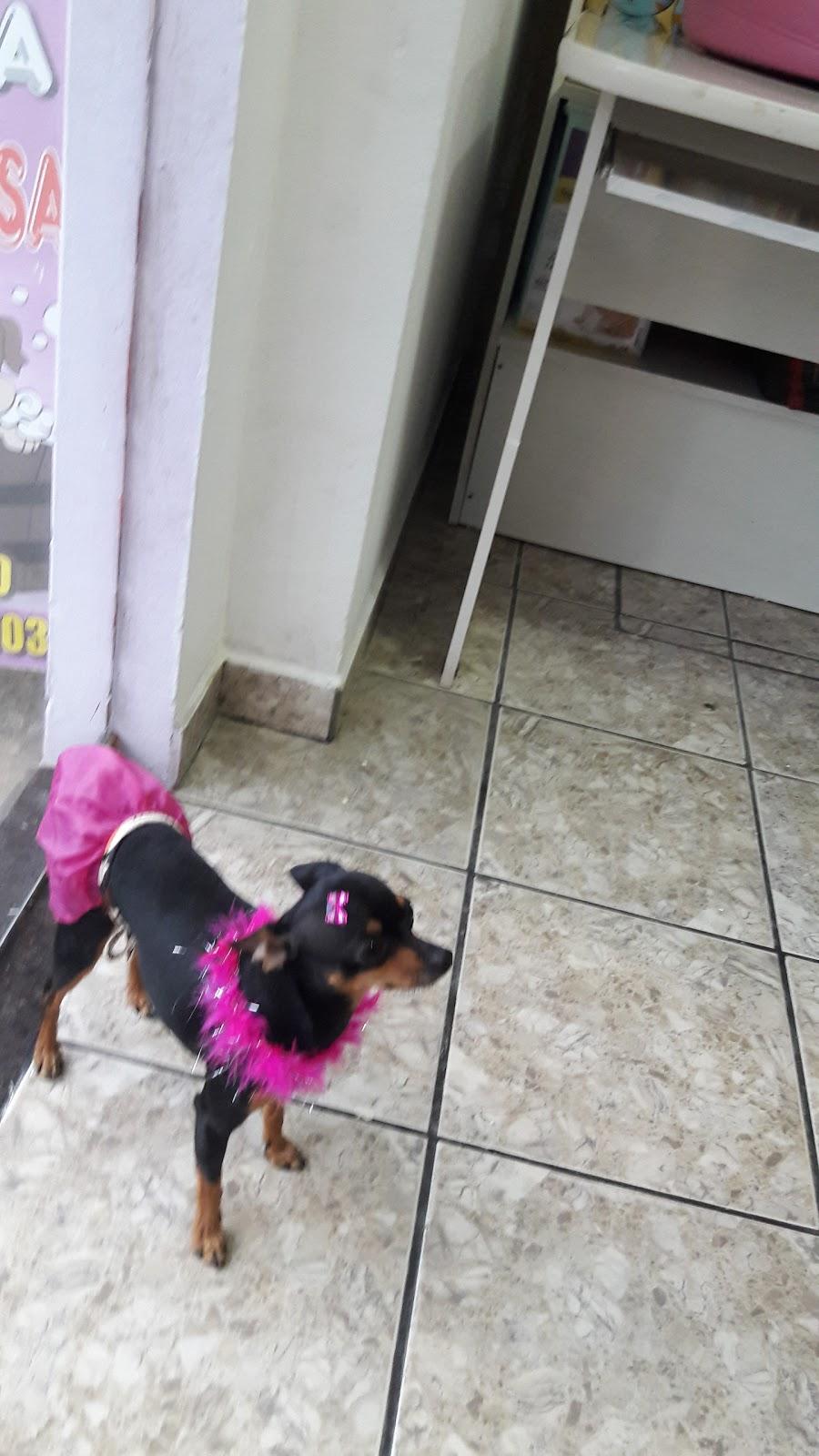 Pet Shop da Villa - Foto 5