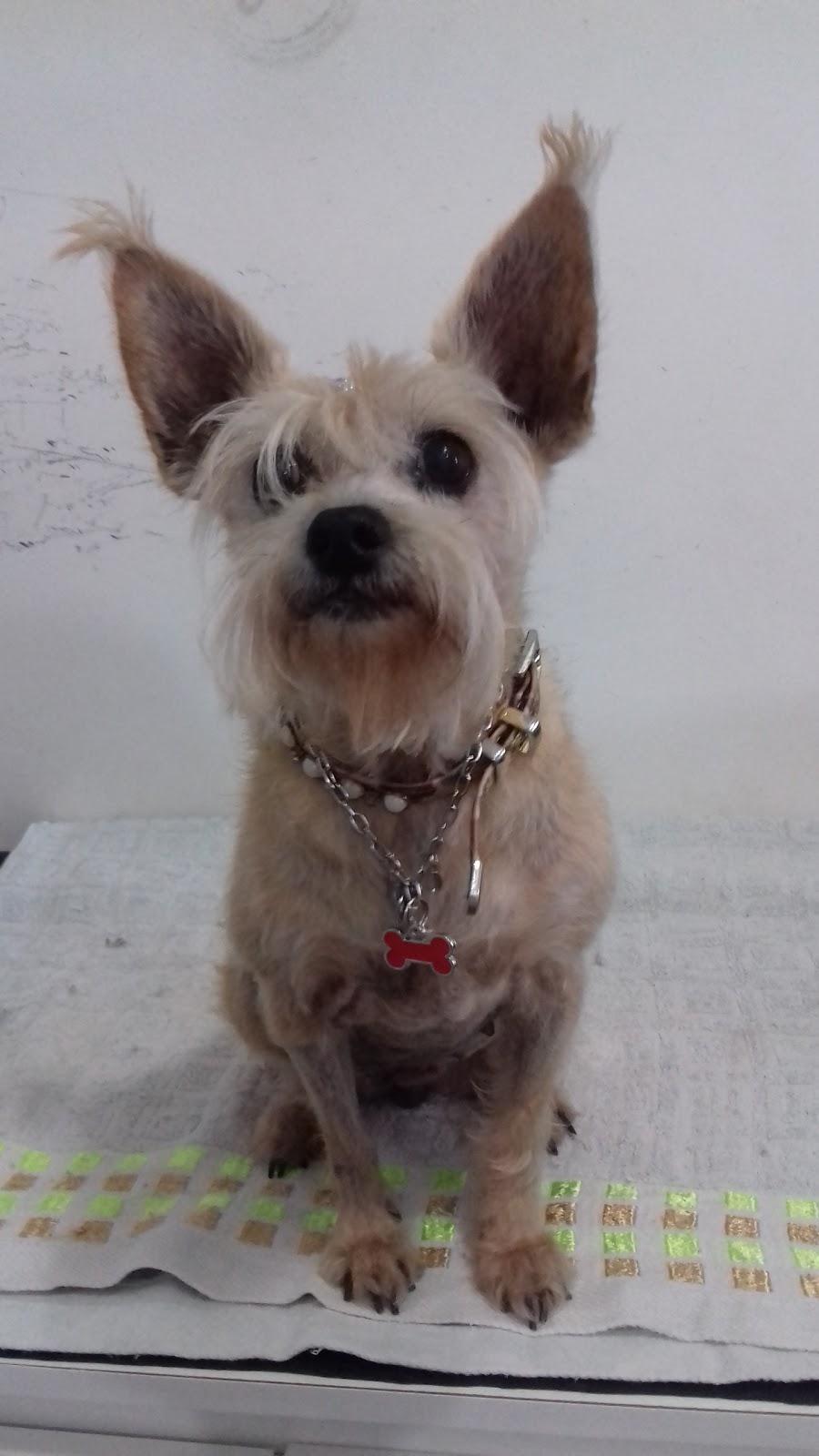 Pet Zen Pet Shop - Foto 5