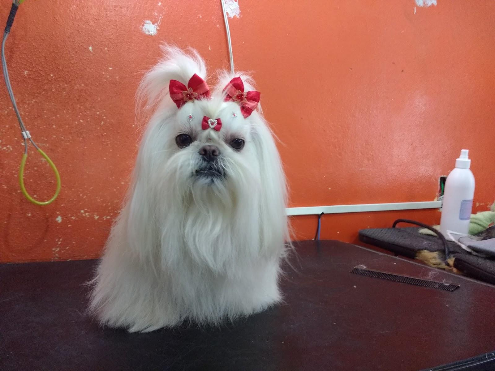 Pet Shop Chic Bicho - Foto 4