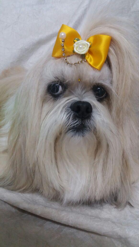 Estética Canina Graziela