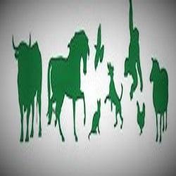 MUNDO ANNIMAL VETERINÁRIA