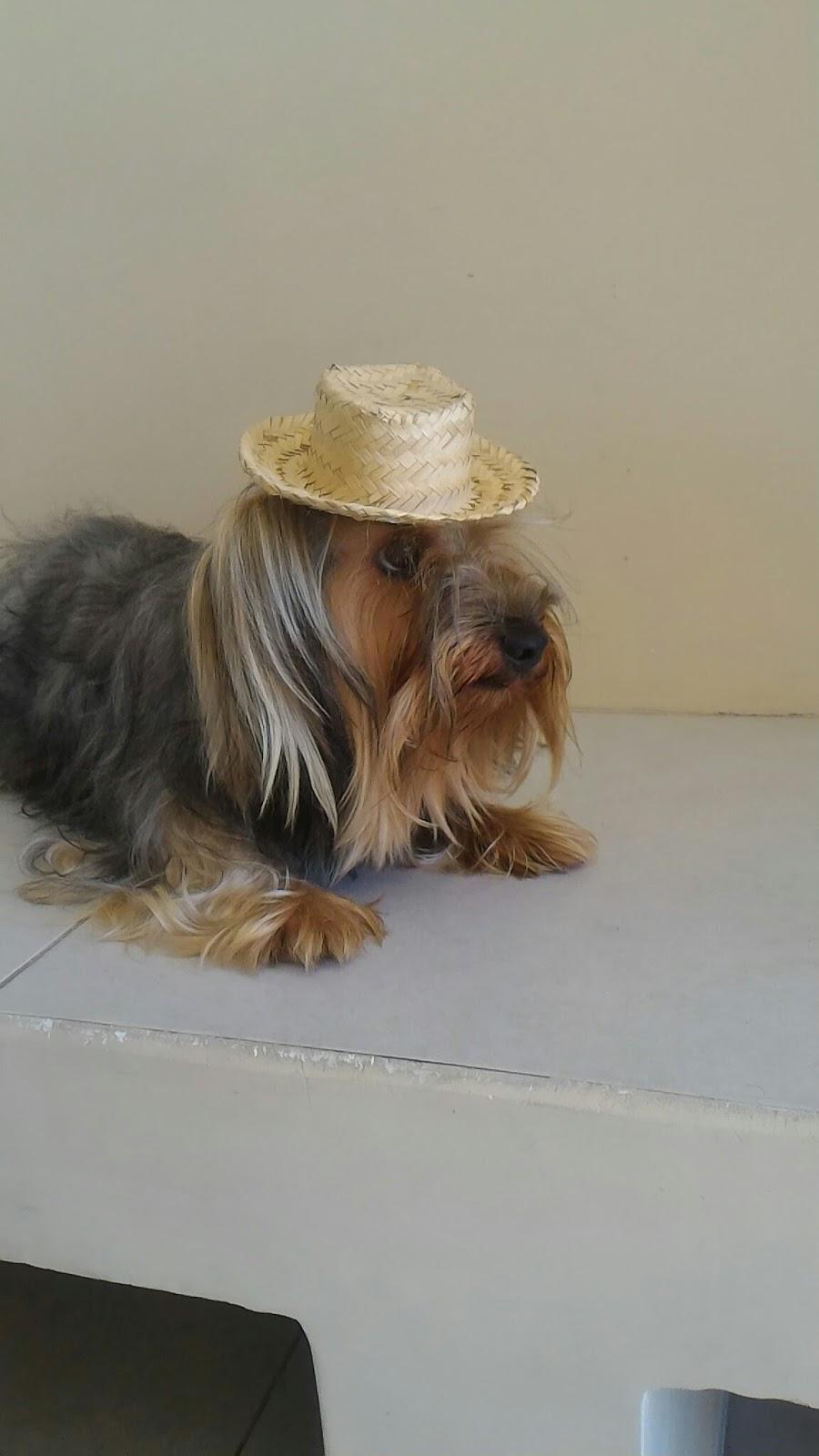 Clínica Veterinária Toca de Assis