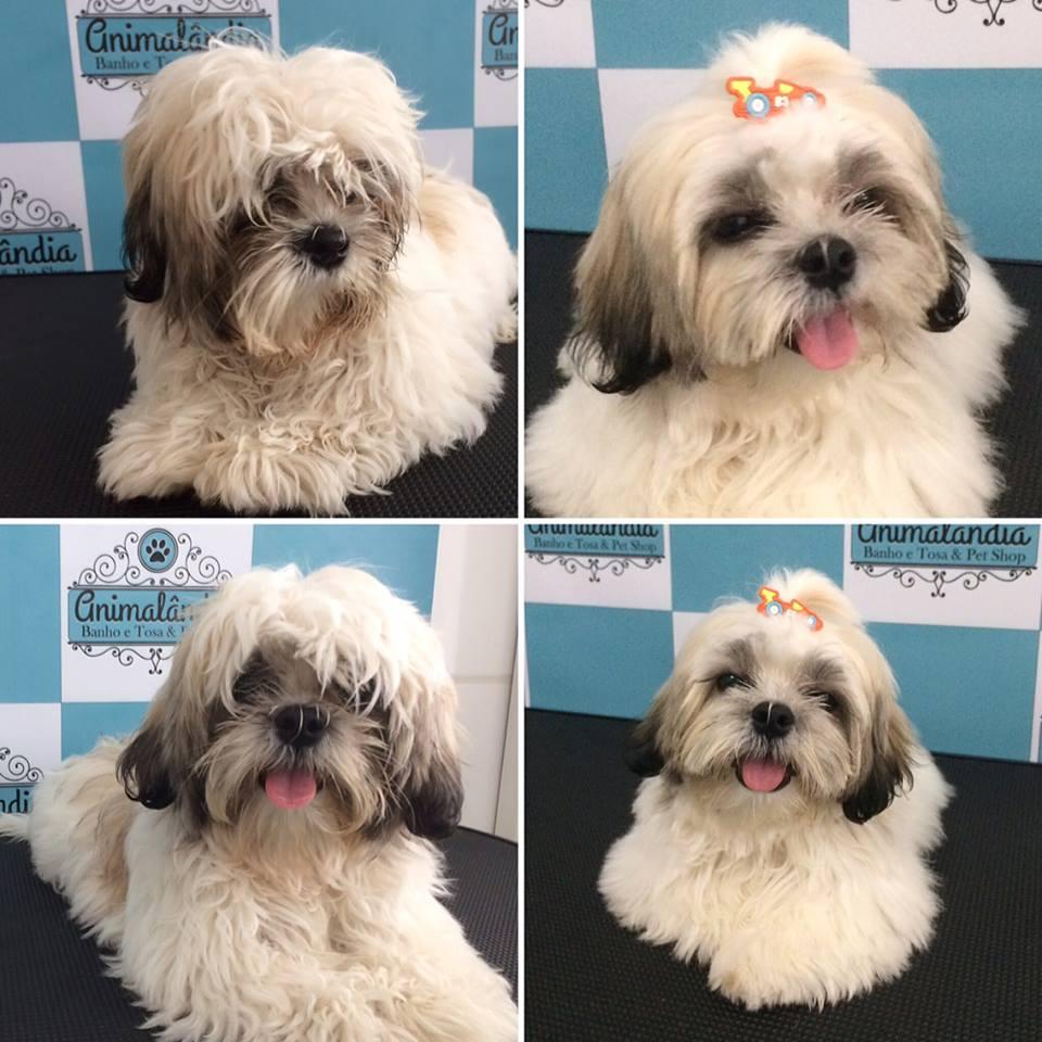 Animalândia: Banho e Tosa & Pet Shop