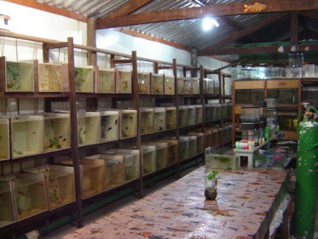 Piscicultura São Matheus - Pet Shop em São Carlos