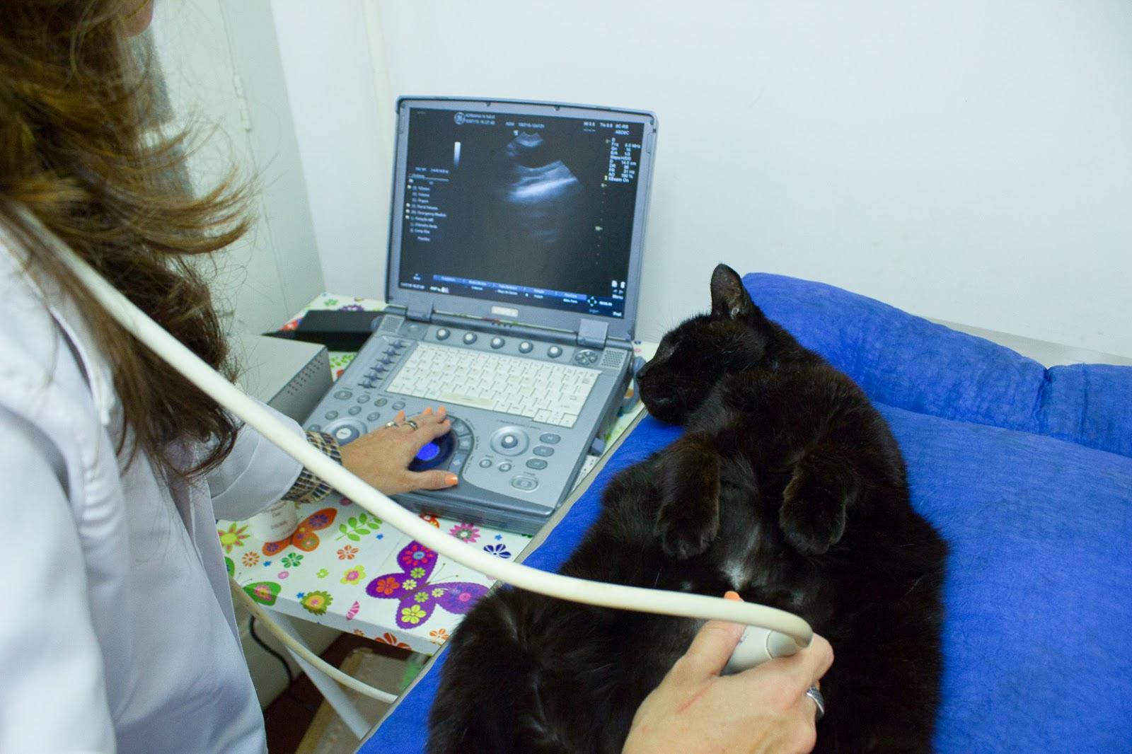 Clínica Veterinária Amigo Bicho - Petrópolis/RJ - Foto 4