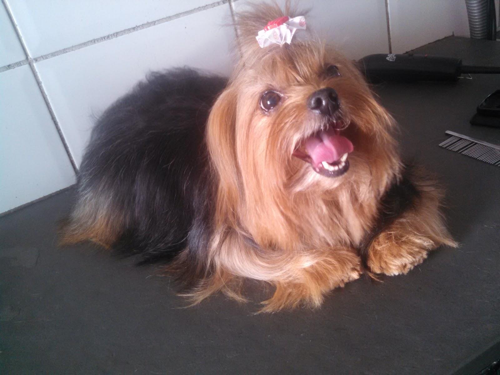 Cão & Gato Pet shop