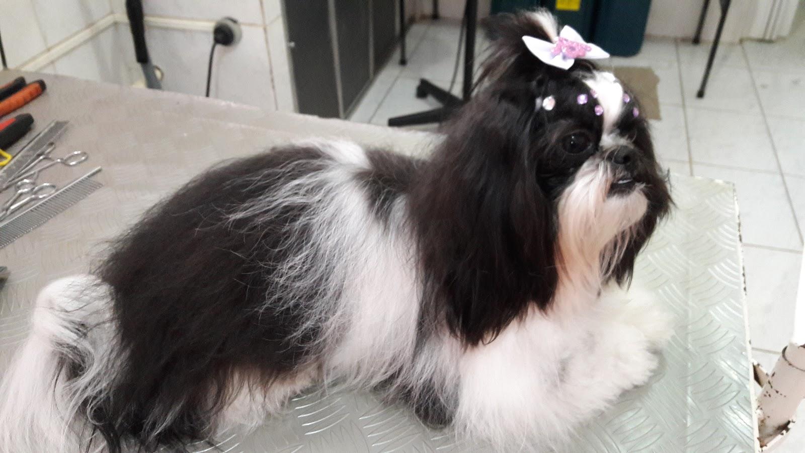 Petshop Entre Patas e Pêlos