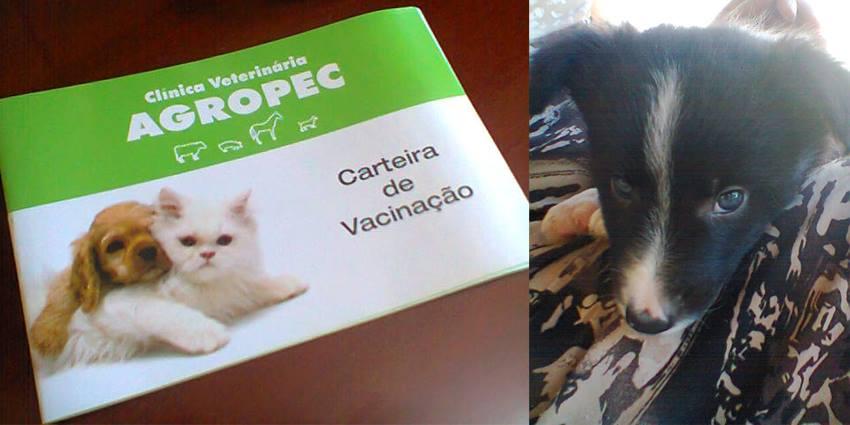 Agropec Produtos e Serviços Veterinários - Foto 5