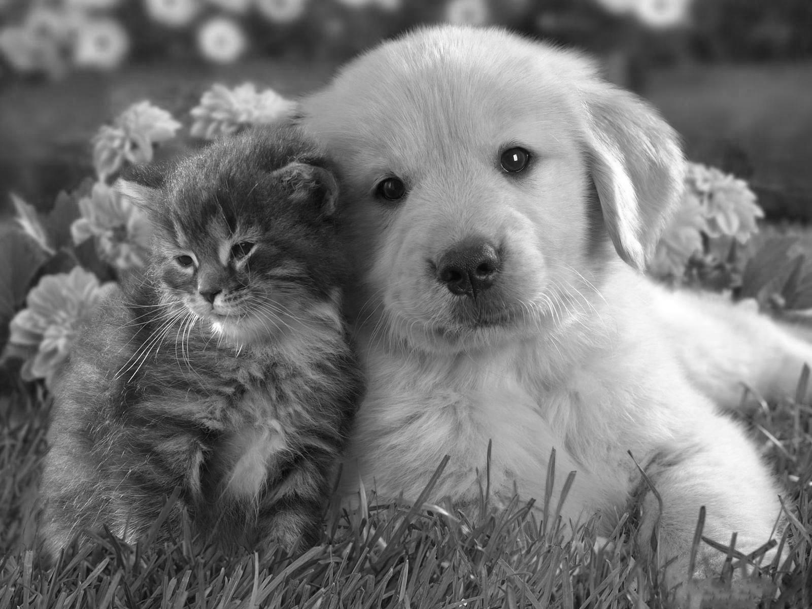 Clínica Veterinária Praia dos Bichos