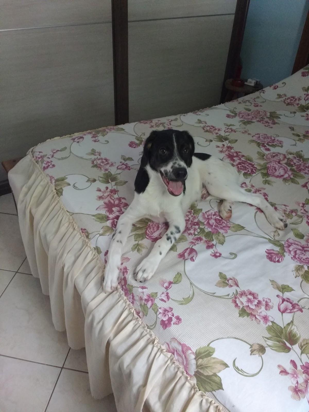 Pet Shop é o Bicho - Foto 2