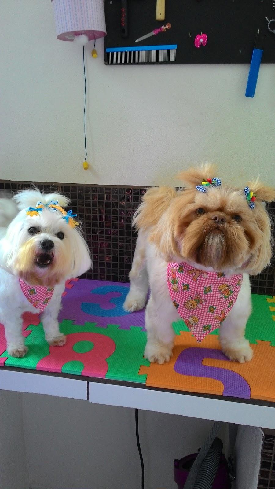 Pet Charm - Boutique - Foto 3