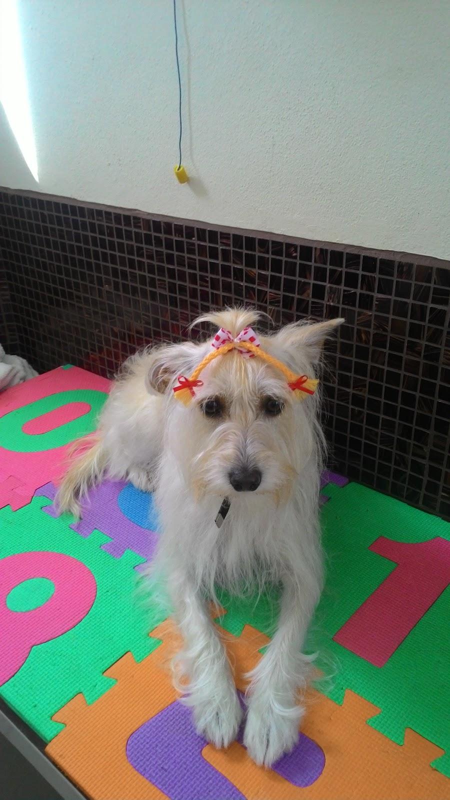 Pet Charm - Boutique - Foto 2