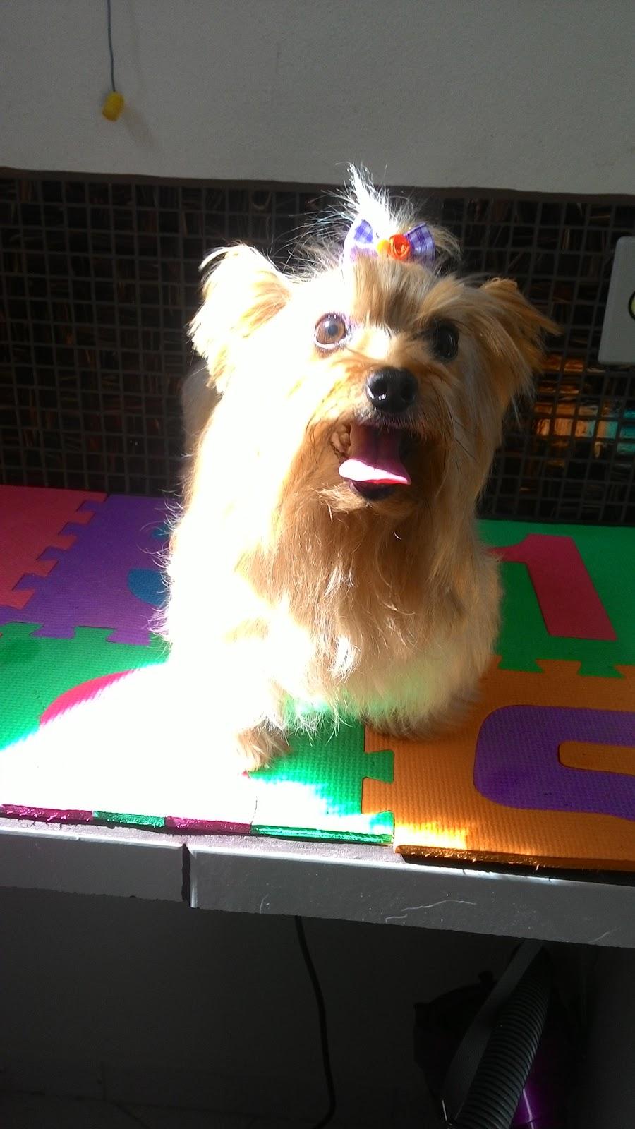 Pet Charm - Boutique - Foto 4