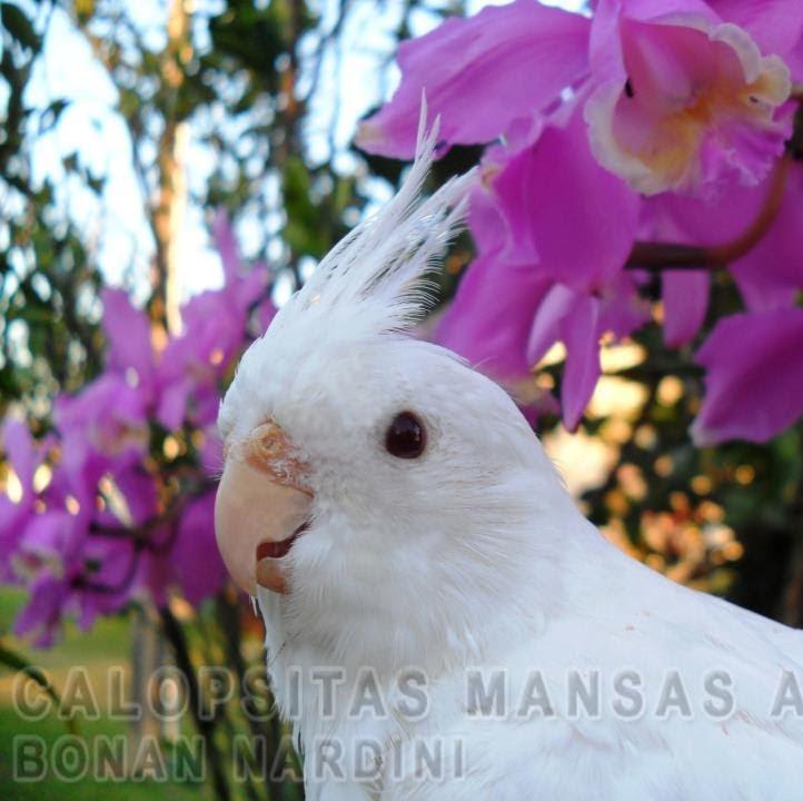 Calopsitas Mansas Atibaia Bonan Nardini