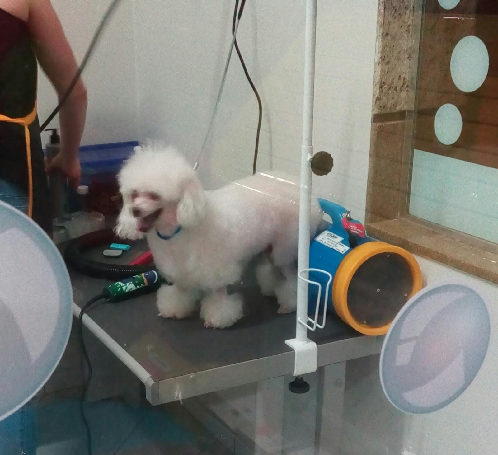 Bela Pet Store - Foto 5