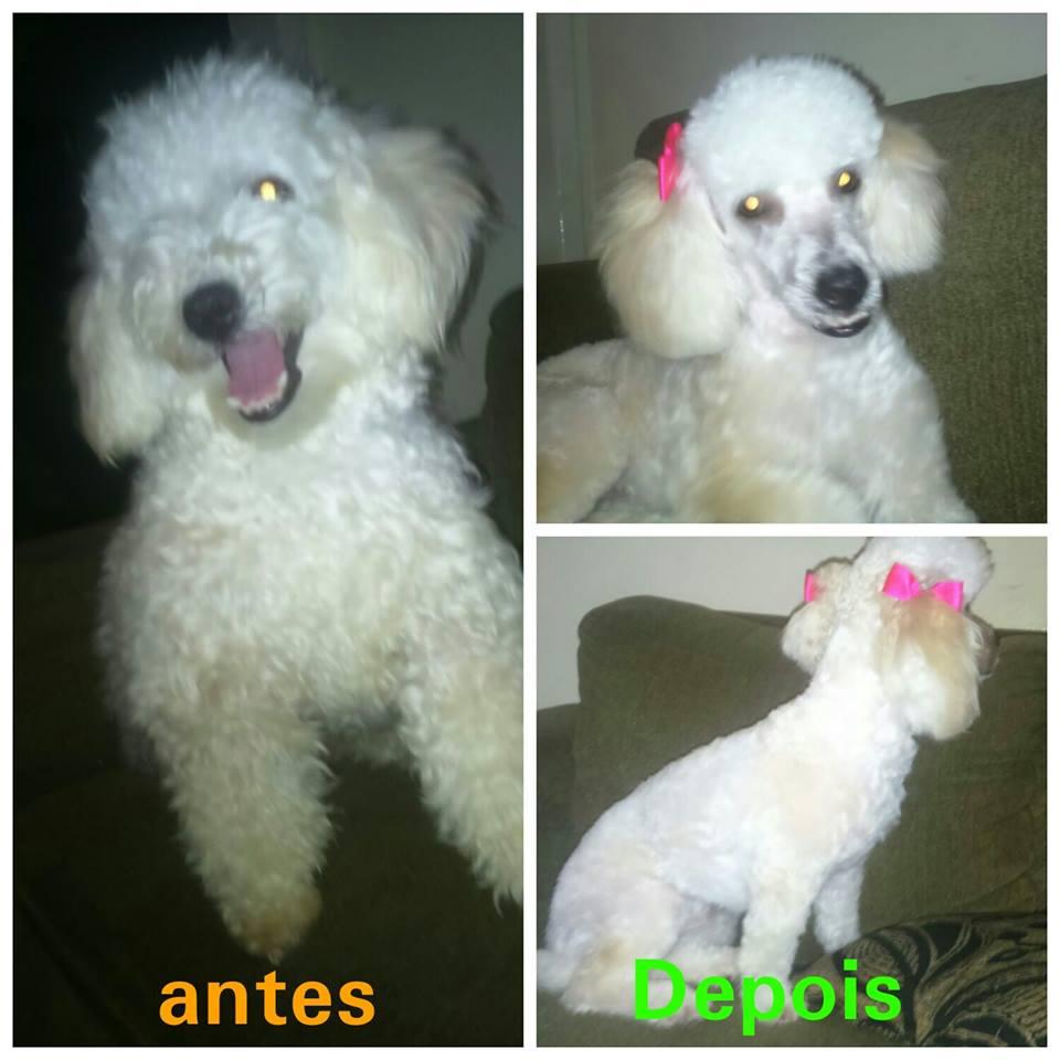 LG PET - Foto 4