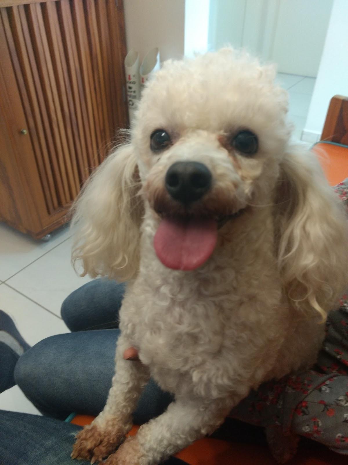 Amor Pet Clínica Veterinária - Foto 4