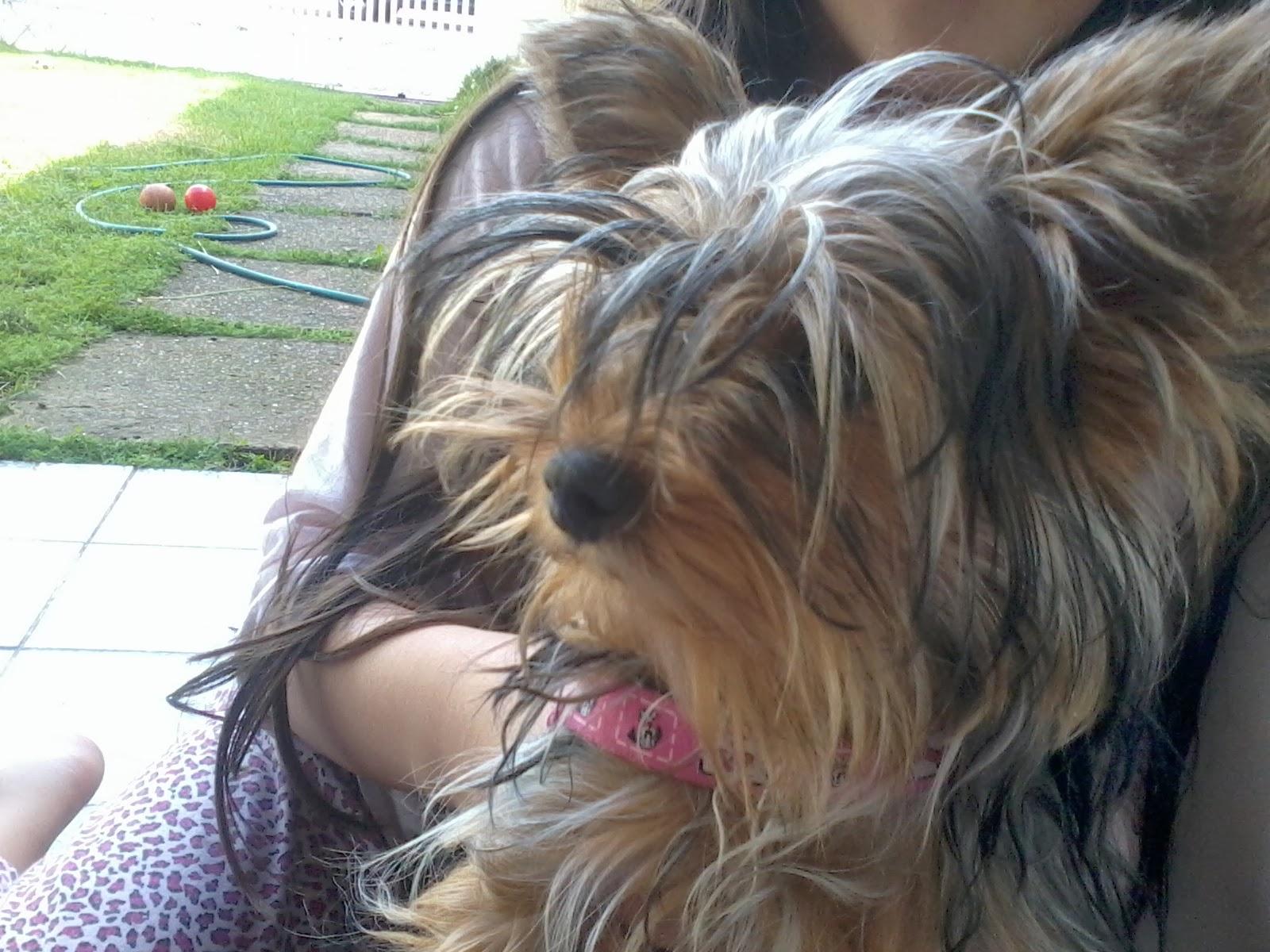 Clínica Veterinária Camargo - Foto 2