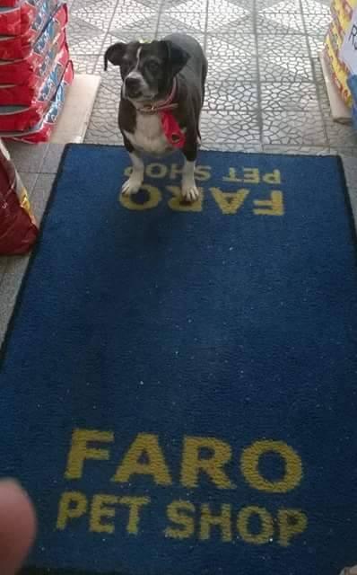 Faro Petshop - Foto 3