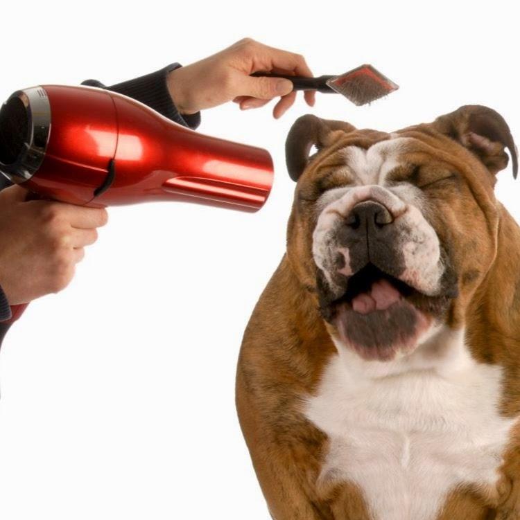 Animed - Clínica Veterinária e Pet Shop