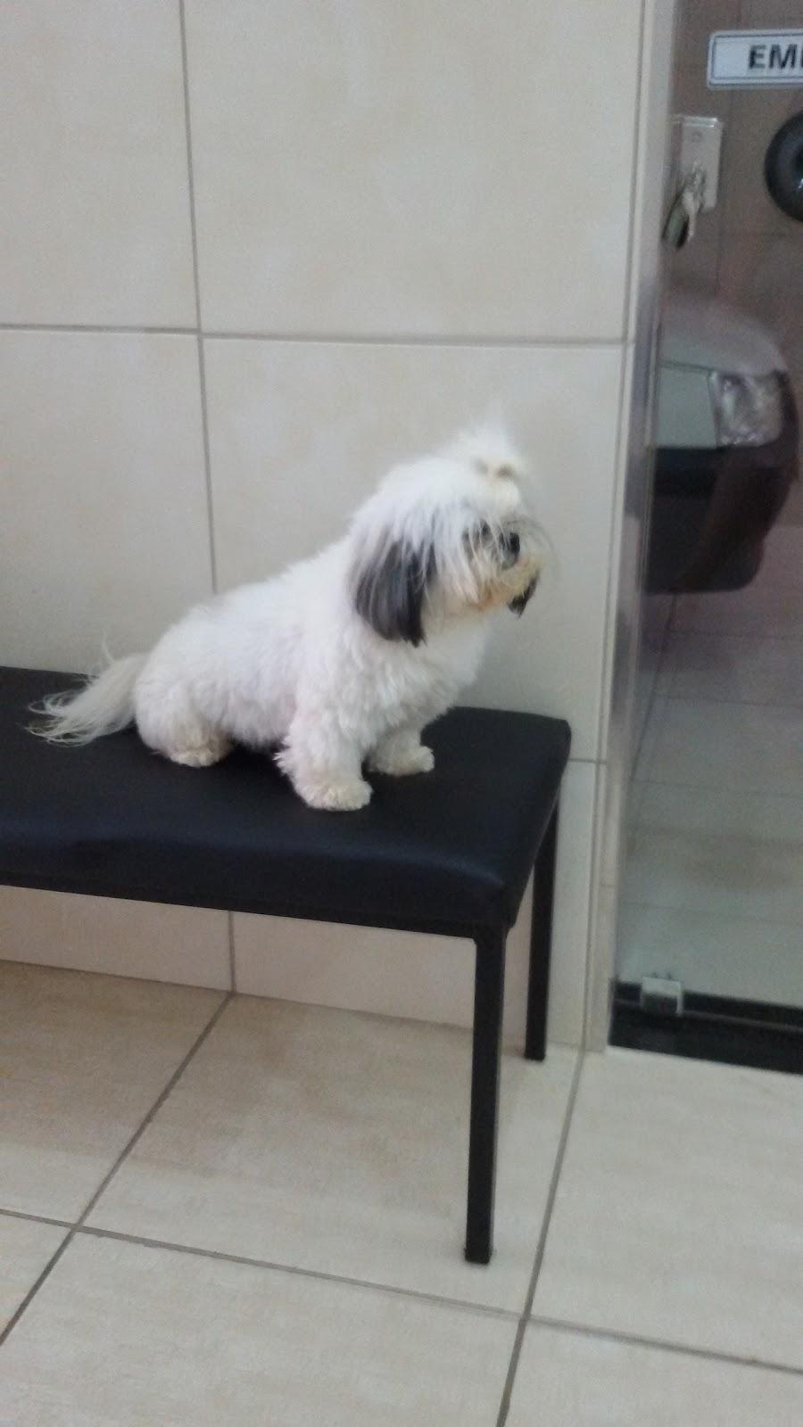 Pet Shop Melhado - Pet Shop em Birigui