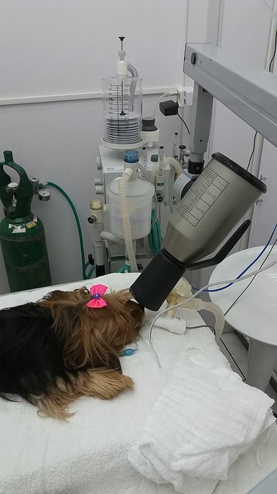 Veterinária Inconfidentes