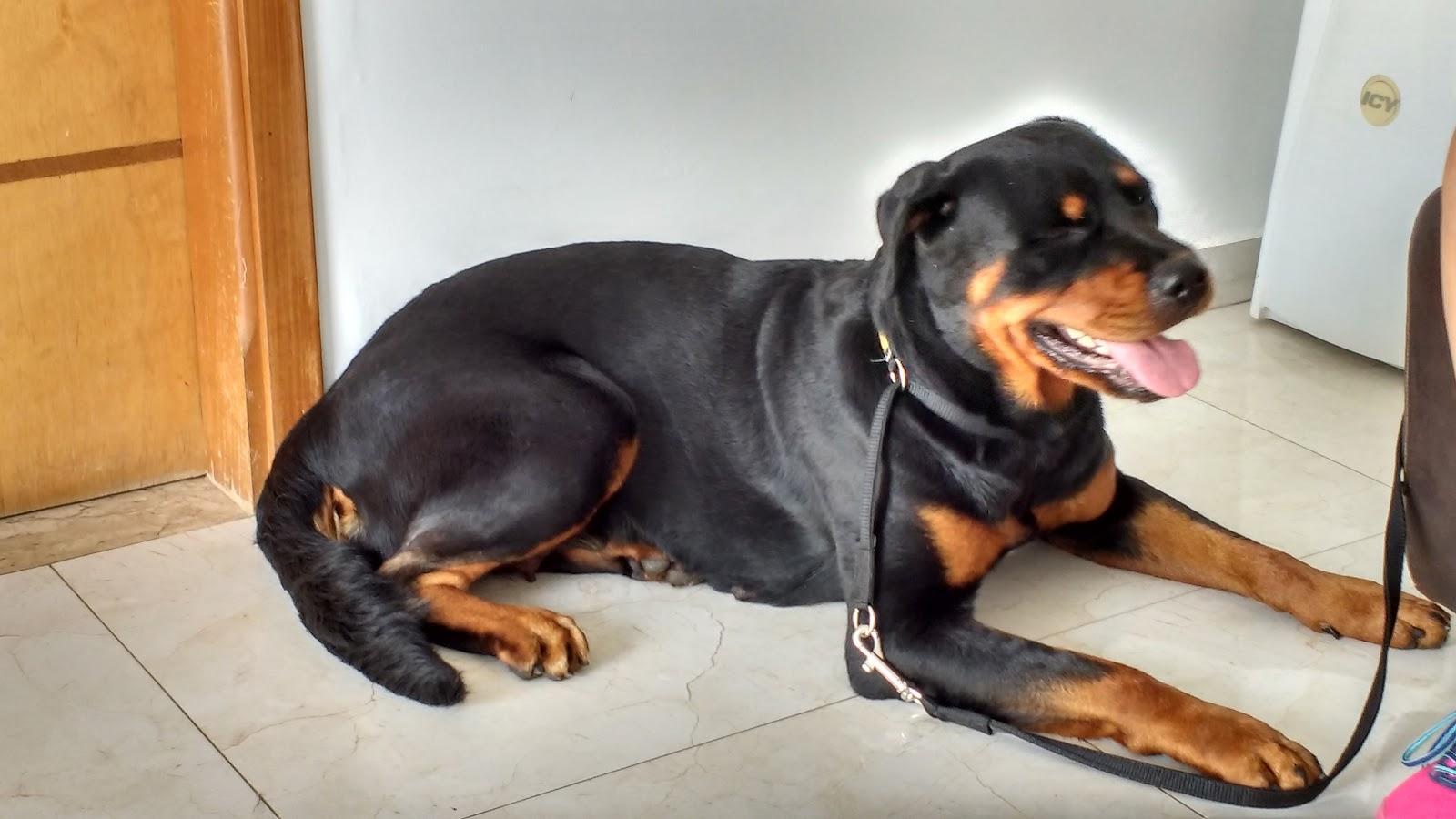 Consultório e Pet Shop Reino Animal